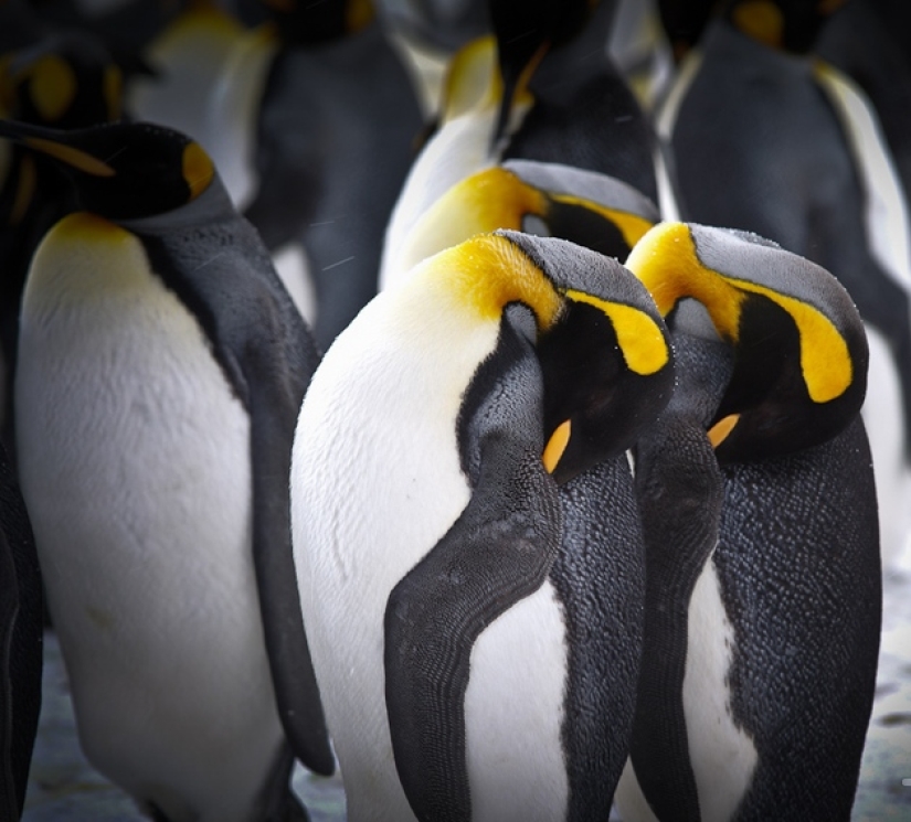 ¿Por qué los pájaros esconden sus picos bajo sus alas? ¿Por qué los pájaros esconden sus picos bajo sus alas?
