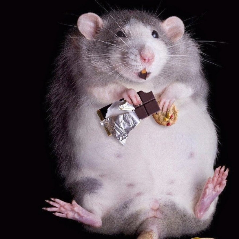 ¿Por qué vuelve el peso después de una dieta y cómo evitarlo? ¿Por qué vuelve el peso después de una dieta y cómo evitarlo?