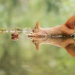 Positive from wildlife Positive from wildlife