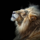 Premios internacionales de fotografía 2023: “Best Of Show” a cargo de Susan Baraz