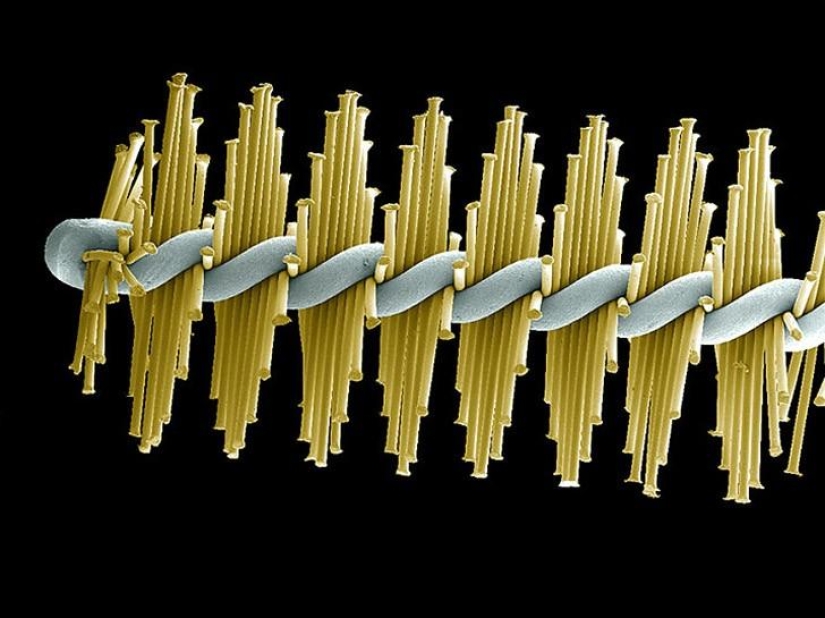 ¿Qué hay en tu boca, primer plano?