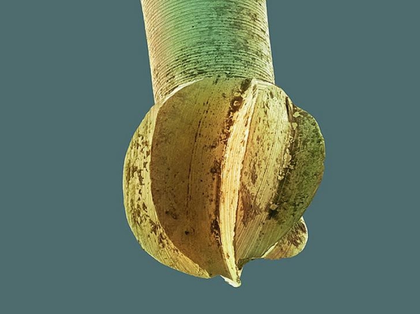 ¿Qué hay en tu boca, primer plano?