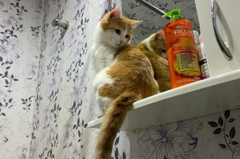 ¿Quién es el gato Twix y por qué su historia sacudió a Rusia?