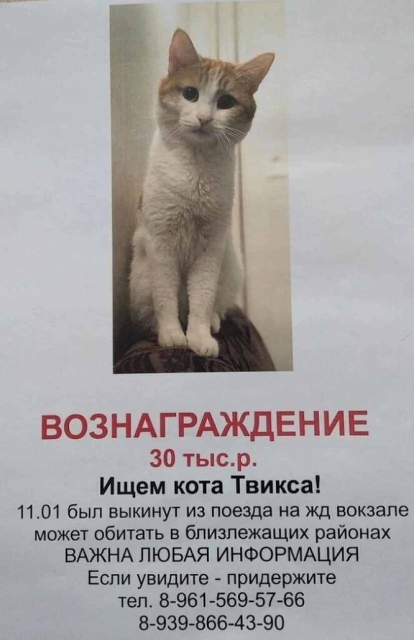 ¿Quién es el gato Twix y por qué su historia sacudió a Rusia?