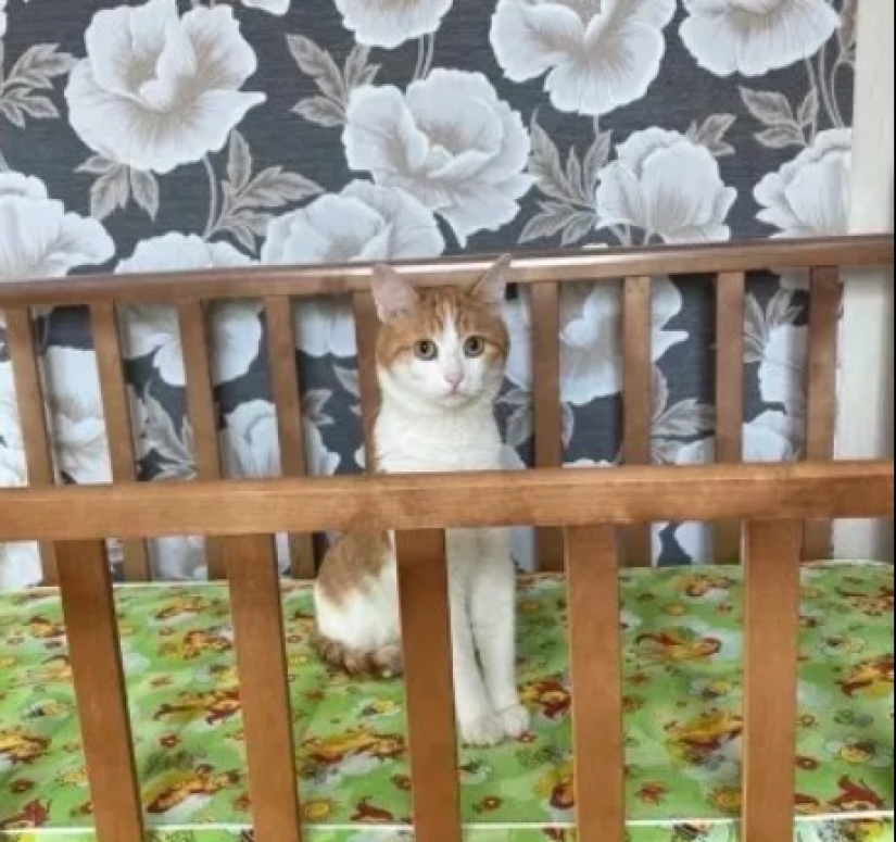 ¿Quién es el gato Twix y por qué su historia sacudió a Rusia?