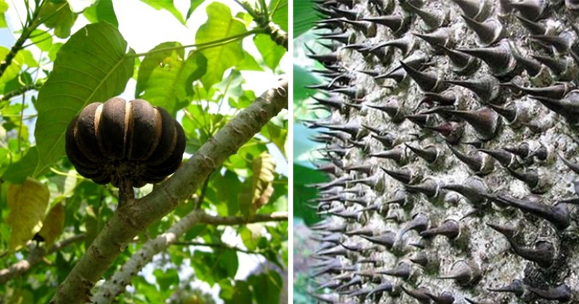 "Árbol de dinamita - es una planta que es mejor admirar desde lejos "Árbol de dinamita - es una planta que es mejor admirar desde lejos