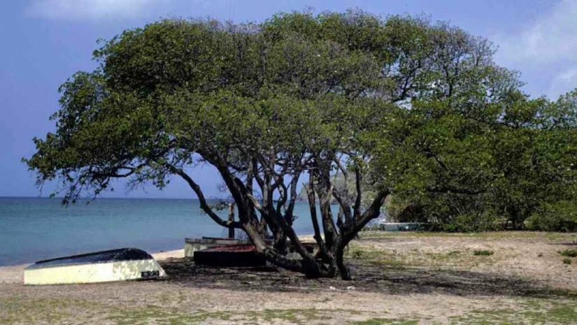"Árbol de dinamita - es una planta que es mejor admirar desde lejos "Árbol de dinamita - es una planta que es mejor admirar desde lejos
