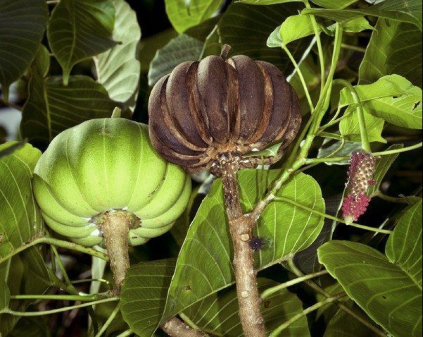 "Árbol de dinamita - es una planta que es mejor admirar desde lejos "Árbol de dinamita - es una planta que es mejor admirar desde lejos