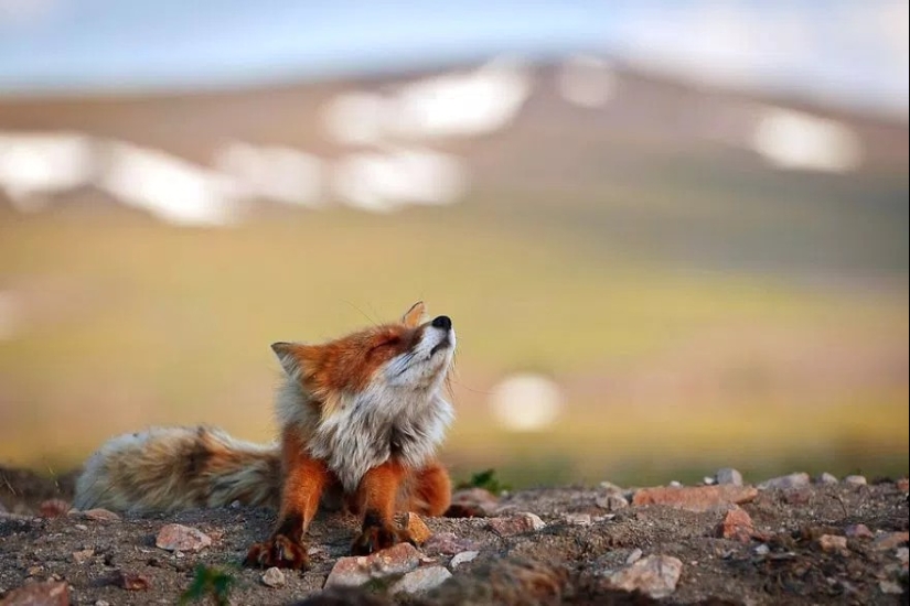 Retratos insuperables de zorros salvajes de un ingeniero de minas de Chukotka Retratos insuperables de zorros salvajes de un ingeniero de minas de Chukotka