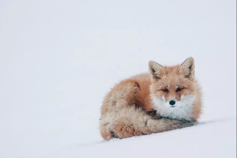 Retratos insuperables de zorros salvajes de un ingeniero de minas de Chukotka Retratos insuperables de zorros salvajes de un ingeniero de minas de Chukotka