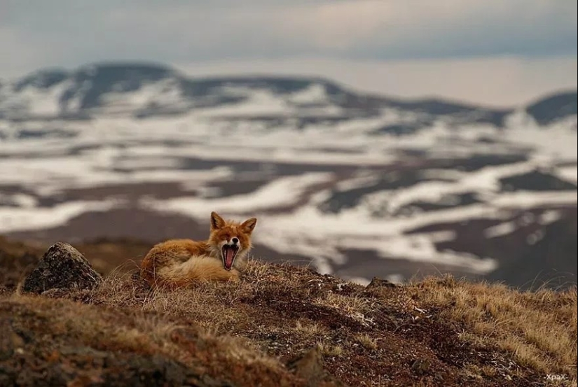 Retratos insuperables de zorros salvajes de un ingeniero de minas de Chukotka Retratos insuperables de zorros salvajes de un ingeniero de minas de Chukotka
