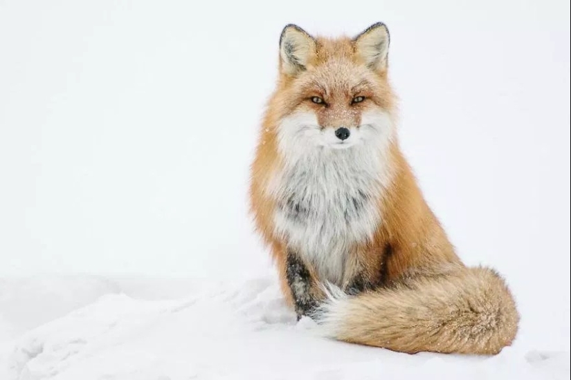 Retratos insuperables de zorros salvajes de un ingeniero de minas de Chukotka Retratos insuperables de zorros salvajes de un ingeniero de minas de Chukotka