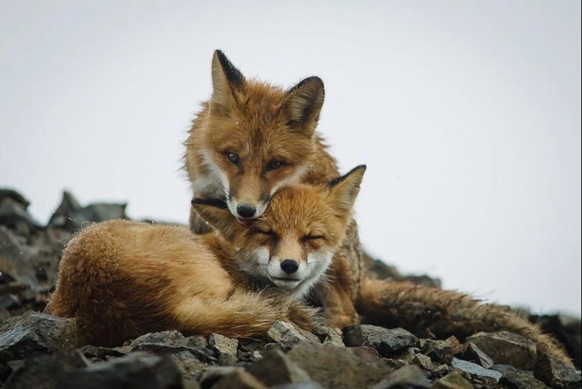 Retratos insuperables de zorros salvajes de un ingeniero de minas de Chukotka Retratos insuperables de zorros salvajes de un ingeniero de minas de Chukotka