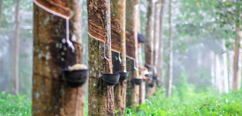 Rubber Fever, or the Story of a failed economic Miracle Rubber Fever, or the Story of a failed economic Miracle