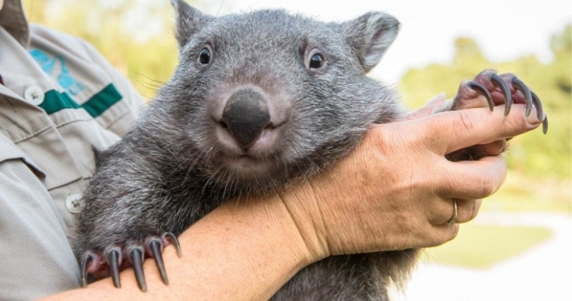 Scientists have found out why the excrement of wombats has the shape of a cube. It turns out that this is important! Scientists have found out why the excrement of wombats has the shape of a cube. It turns out that this is important!