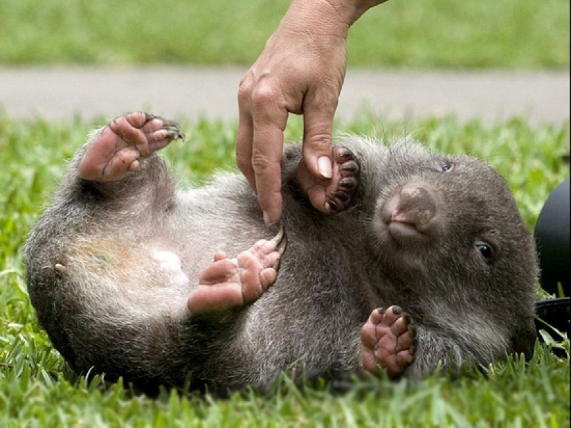 Scientists have found out why the excrement of wombats has the shape of a cube. It turns out that this is important! Scientists have found out why the excrement of wombats has the shape of a cube. It turns out that this is important!