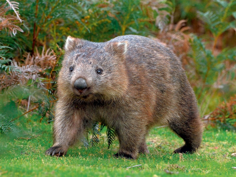 Scientists have found out why the excrement of wombats has the shape of a cube. It turns out that this is important! Scientists have found out why the excrement of wombats has the shape of a cube. It turns out that this is important!