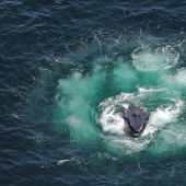 Scientists Hold A 20-Minute ‘Conversation’ With A Whale Named Twain In His Own Language