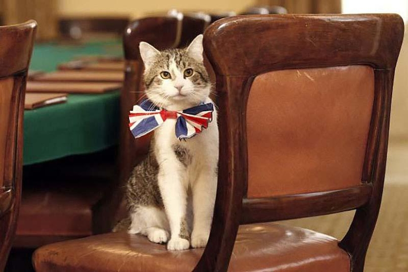 Service cats