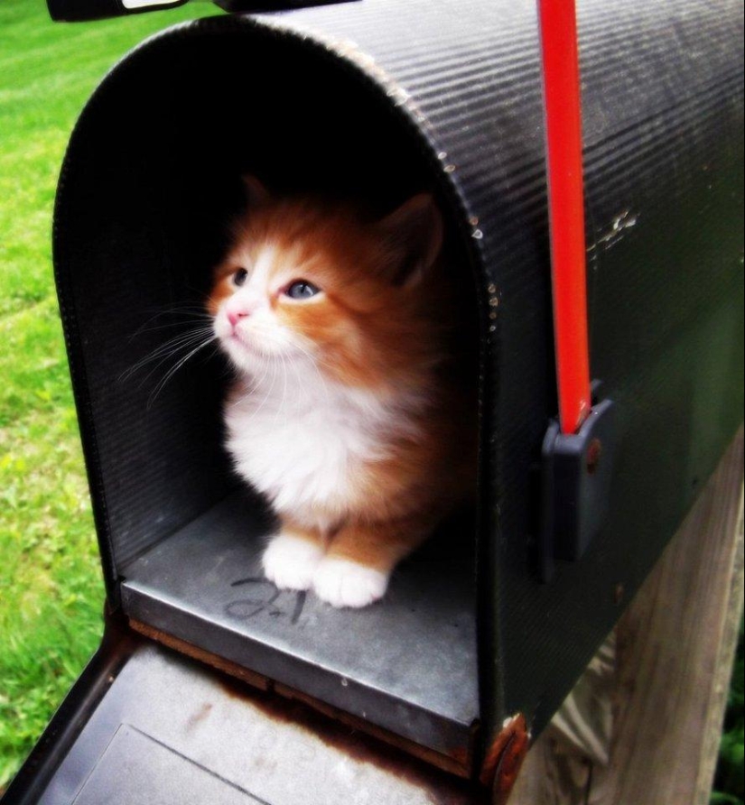 Service cats