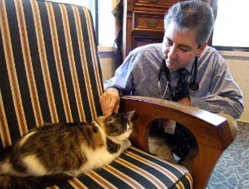 Service cats