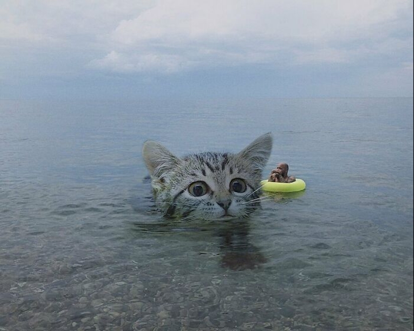 Si los gatos fueran gigantes: artista explora un concepto surrealista creando imágenes de apariencia realista