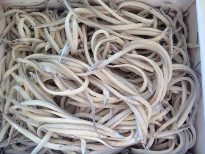 Sin sabor y color, cuesta mil euros: cómo los alevines de anguila de río se convirtieron de alimento para animales en un manjar