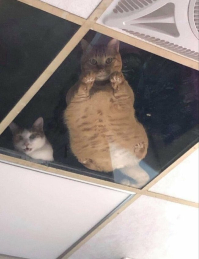 So different, but so similar: 22 funny photos with animals So different, but so similar: 22 funny photos with animals