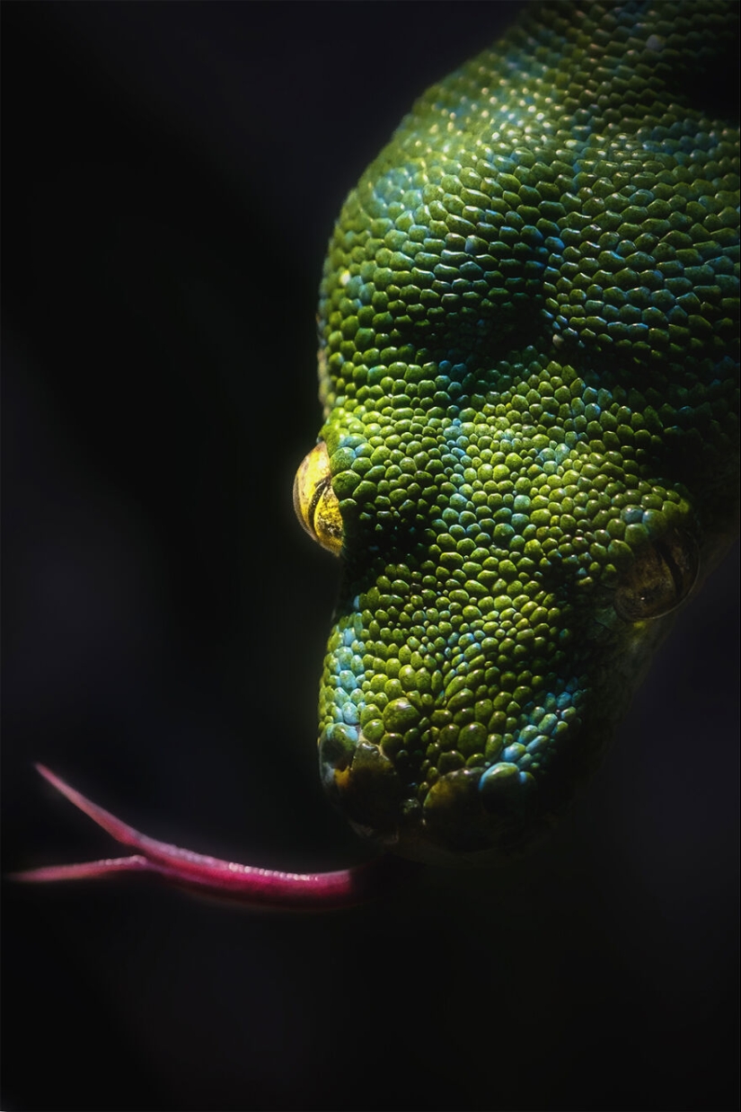 Soy un fotógrafo de animales, y aquí están mis 14 mejores retratos de ojos en primer plano que tomé en el zoológico.