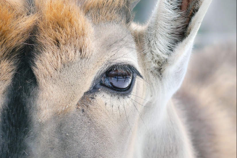 Soy un fotógrafo de animales, y aquí están mis 14 mejores retratos de ojos en primer plano que tomé en el zoológico.