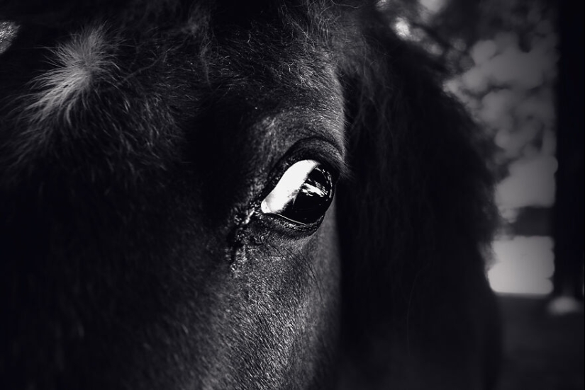 Soy un fotógrafo de animales, y aquí están mis 14 mejores retratos de ojos en primer plano que tomé en el zoológico.