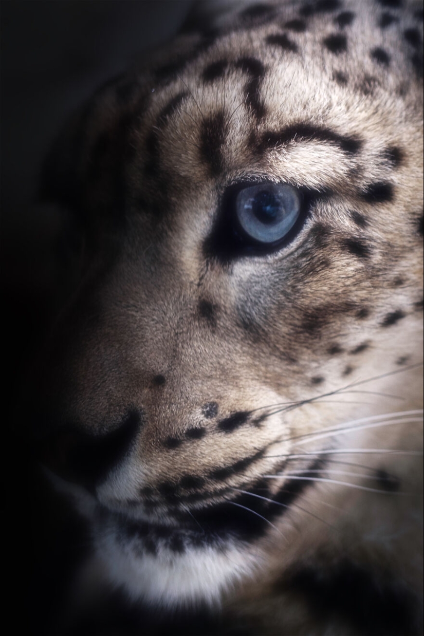 Soy un fotógrafo de animales, y aquí están mis 14 mejores retratos de ojos en primer plano que tomé en el zoológico.