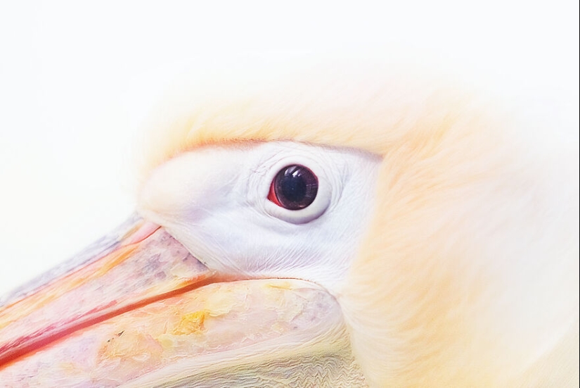 Soy un fotógrafo de animales, y aquí están mis 14 mejores retratos de ojos en primer plano que tomé en el zoológico.