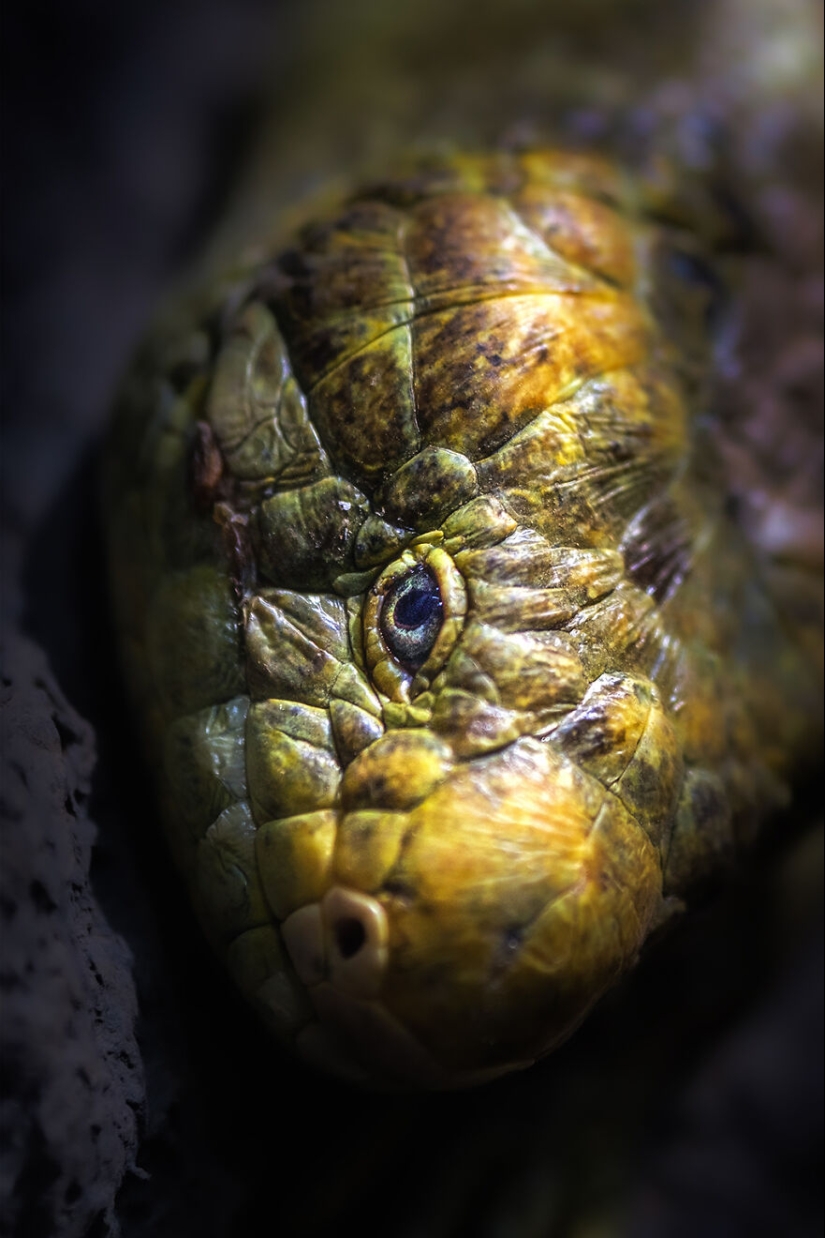 Soy un fotógrafo de animales, y aquí están mis 14 mejores retratos de ojos en primer plano que tomé en el zoológico.