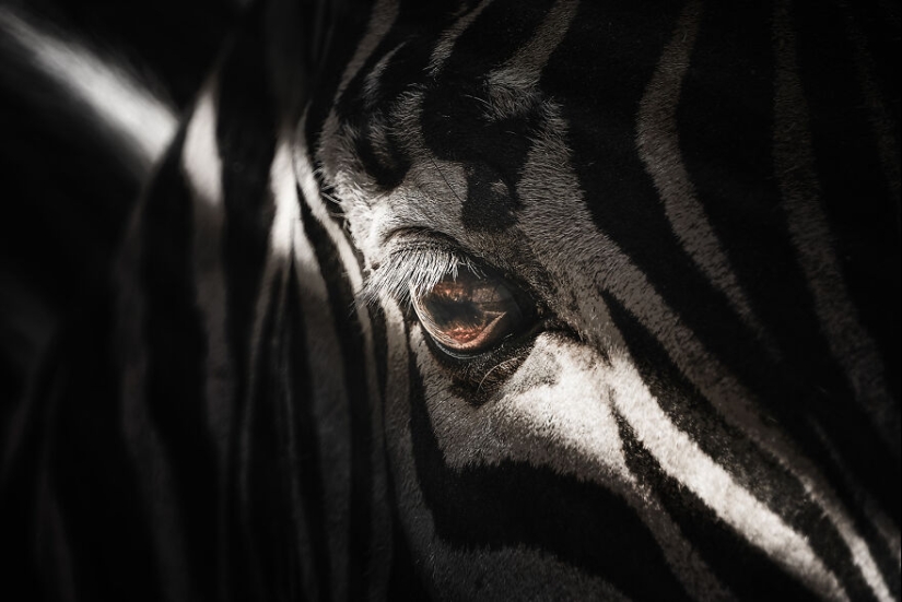 Soy un fotógrafo de animales, y aquí están mis 14 mejores retratos de ojos en primer plano que tomé en el zoológico.