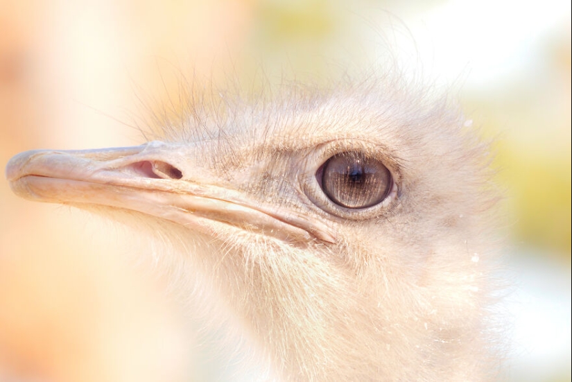 Soy un fotógrafo de animales, y aquí están mis 14 mejores retratos de ojos en primer plano que tomé en el zoológico.