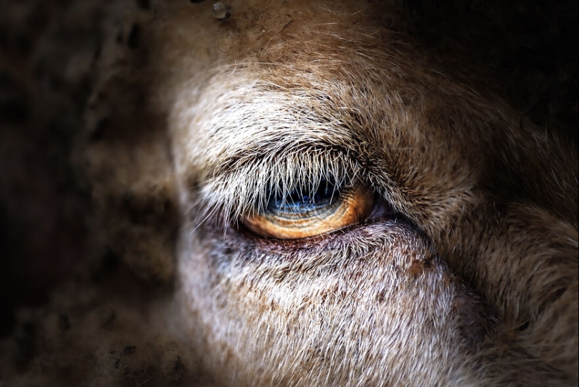 Soy un fotógrafo de animales, y aquí están mis 14 mejores retratos de ojos en primer plano que tomé en el zoológico.