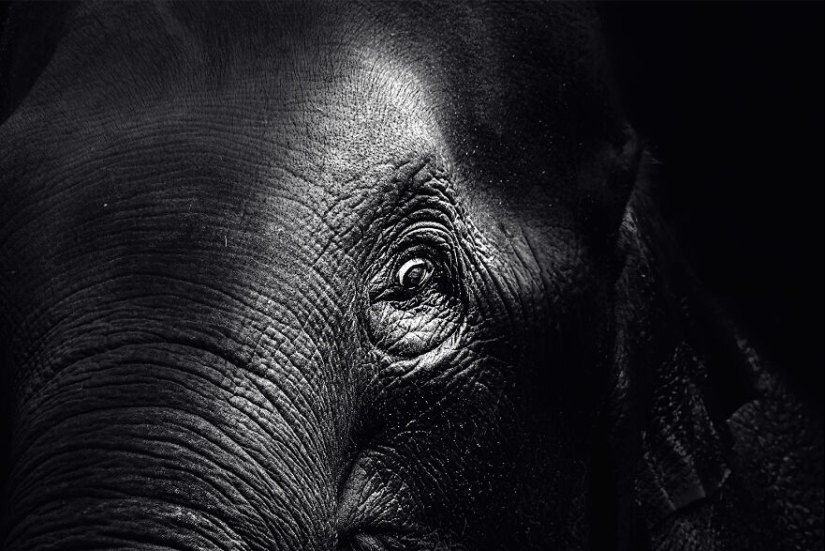 Soy un fotógrafo de animales, y aquí están mis 14 mejores retratos de ojos en primer plano que tomé en el zoológico.