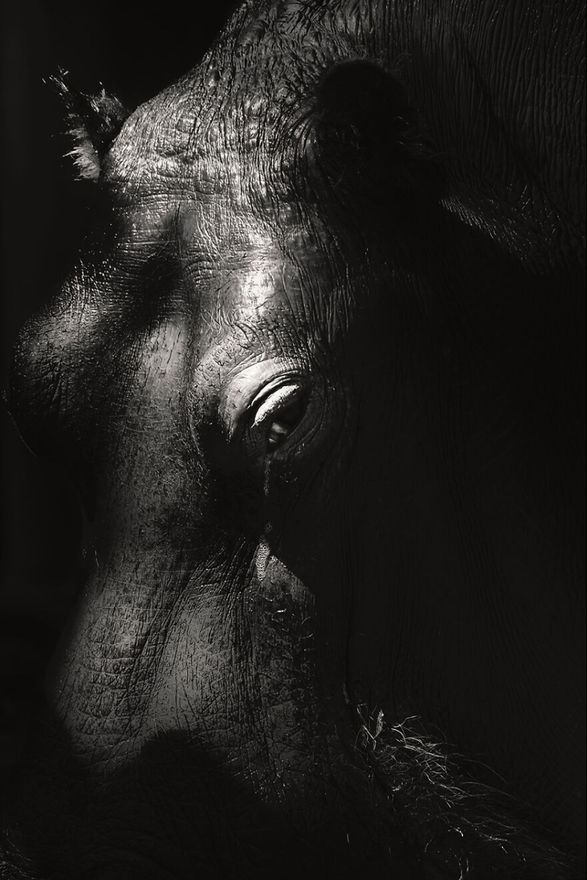 Soy un fotógrafo de animales, y aquí están mis 14 mejores retratos de ojos en primer plano que tomé en el zoológico.