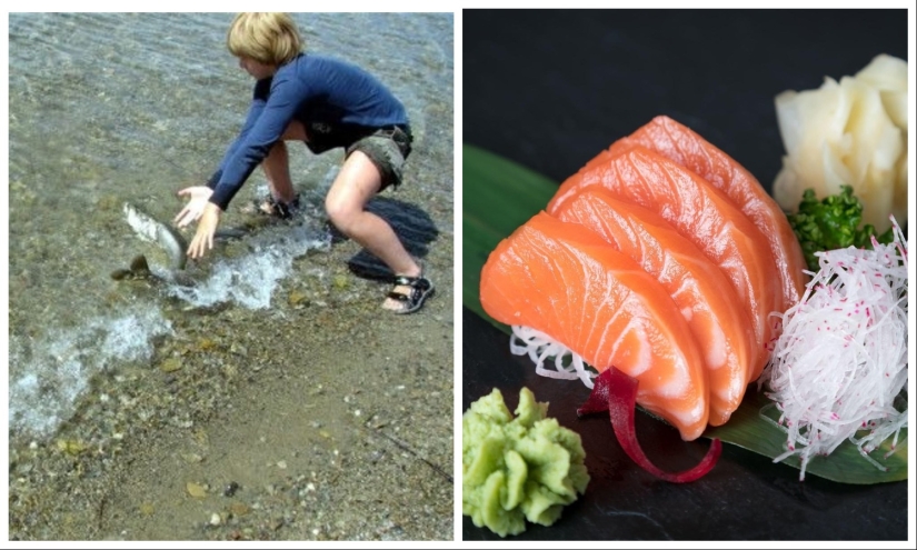 Students of Japanese schools grow fish, and then decide whether to eat it or release it into the ocean
