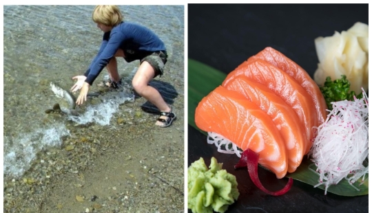 Students of Japanese schools grow fish, and then decide whether to eat it or release it into the ocean Students of Japanese schools grow fish, and then decide whether to eat it or release it into the ocean