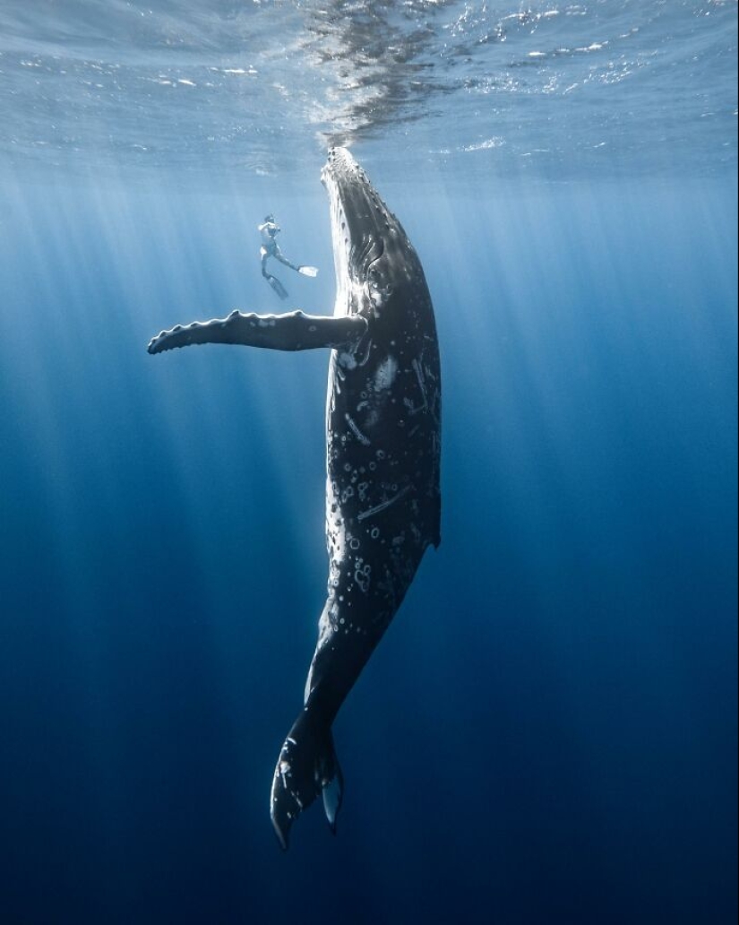 Stunning Underwater Photography Of Marine Life By Rachel Moore Stunning Underwater Photography Of Marine Life By Rachel Moore