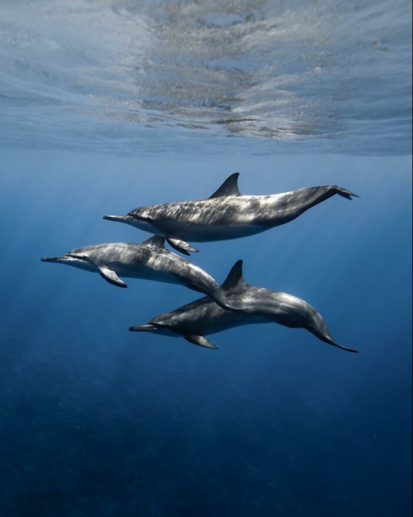 Stunning Underwater Photography Of Marine Life By Rachel Moore Stunning Underwater Photography Of Marine Life By Rachel Moore