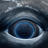 Stunning Underwater Photography Of Marine Life By Rachel Moore Stunning Underwater Photography Of Marine Life By Rachel Moore
