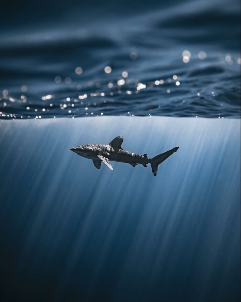 Stunning Underwater Photography Of Marine Life By Rachel Moore Stunning Underwater Photography Of Marine Life By Rachel Moore