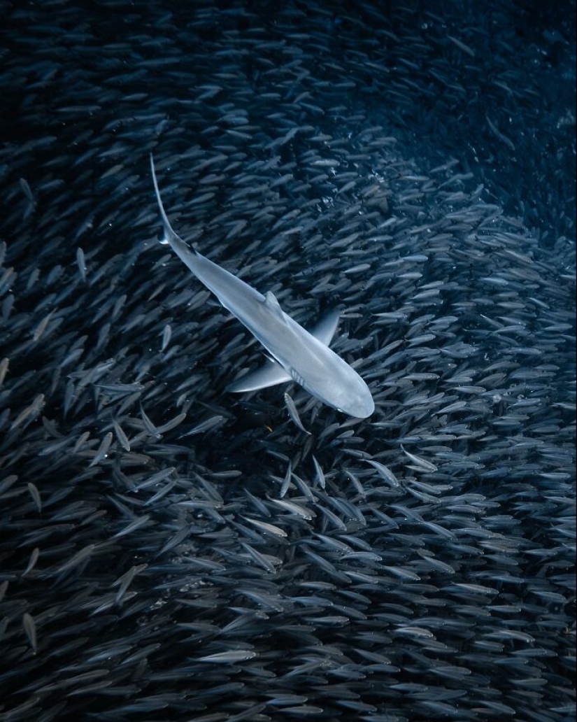 Stunning Underwater Photography Of Marine Life By Rachel Moore Stunning Underwater Photography Of Marine Life By Rachel Moore