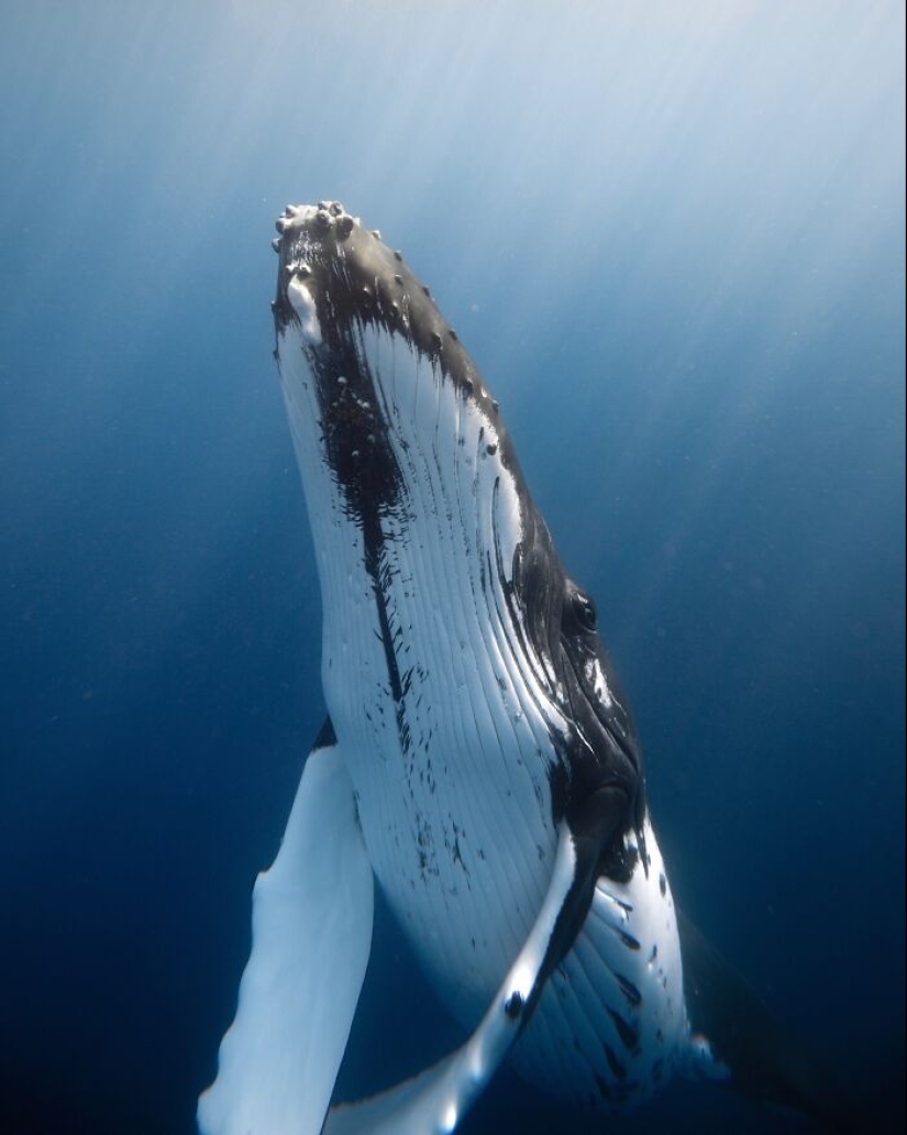 Stunning Underwater Photography Of Marine Life By Rachel Moore Stunning Underwater Photography Of Marine Life By Rachel Moore