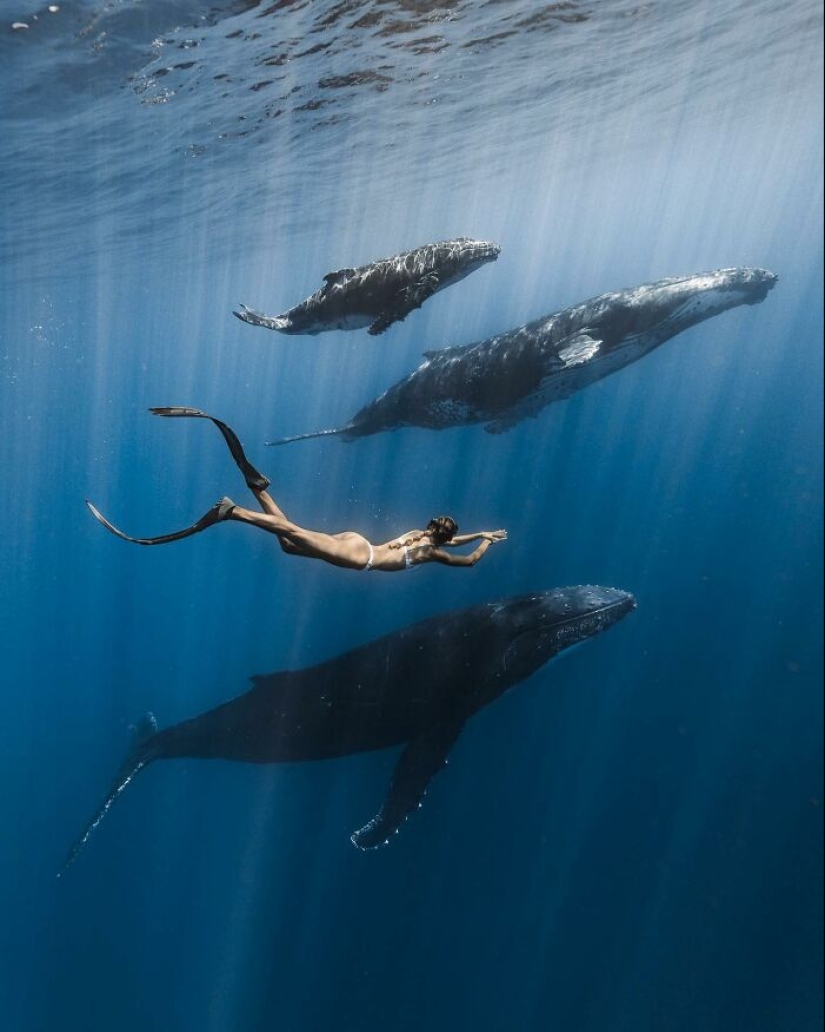 Stunning Underwater Photography Of Marine Life By Rachel Moore Stunning Underwater Photography Of Marine Life By Rachel Moore