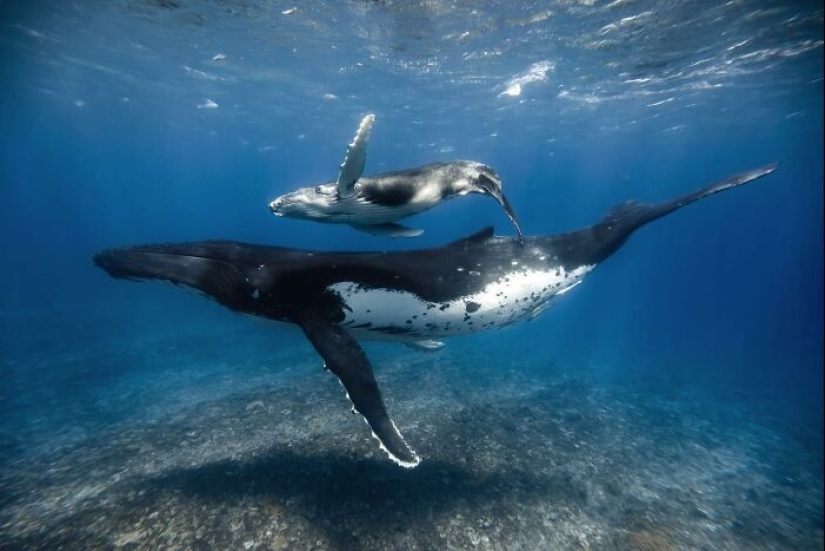 Stunning Underwater Photography Of Marine Life By Rachel Moore Stunning Underwater Photography Of Marine Life By Rachel Moore