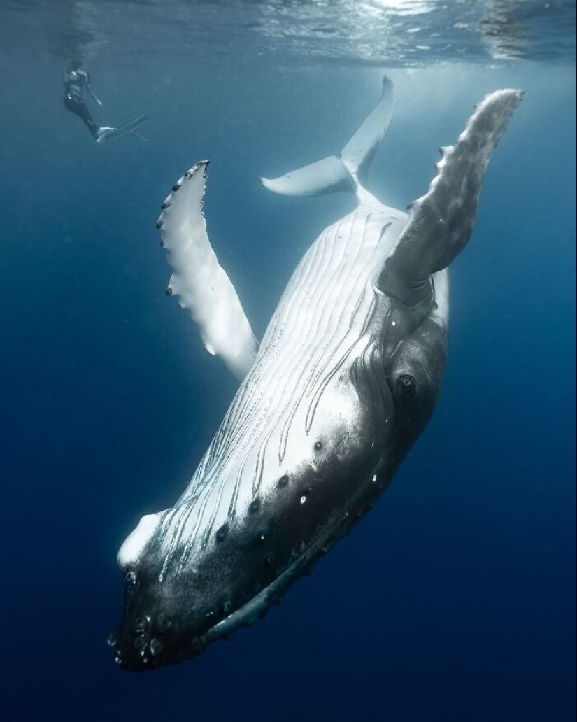 Stunning Underwater Photography Of Marine Life By Rachel Moore Stunning Underwater Photography Of Marine Life By Rachel Moore